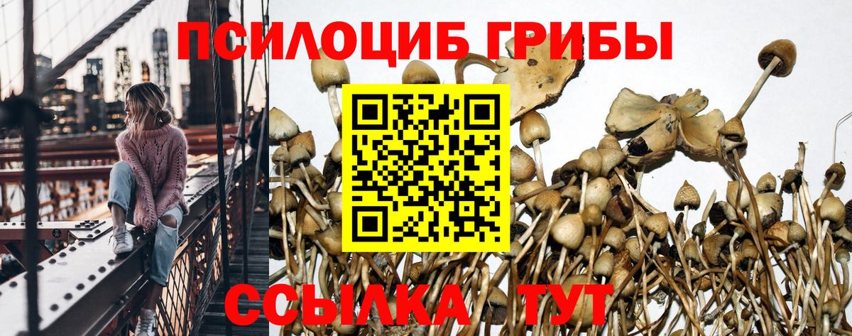 Псилоцибиновые грибы Psilocybine cubensis Удомля